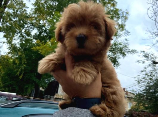 Orji̇nal Toy Poodle Red Brown görsel