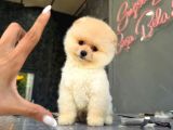 Teddybear Pomerian Yavrularımız Dişi Ve  Erkek