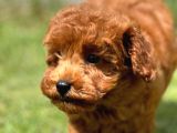 Türkiyenin En Özel Köpek Ruhsatli̇ Çifliğinden Özel Yavrular