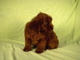 Mini Boy Red Brown Maltipoo Kızımız