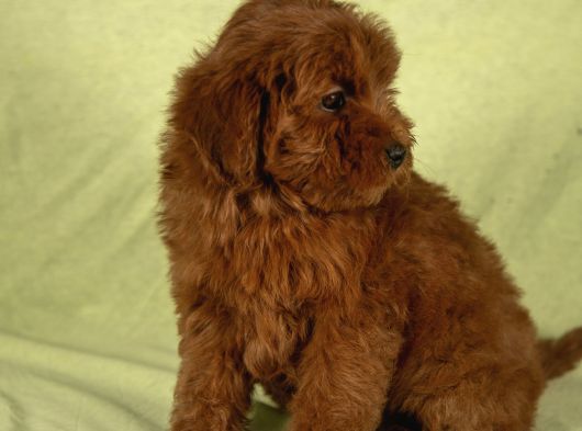 Mini Boy Red Brown Maltipoo Kızımız görsel