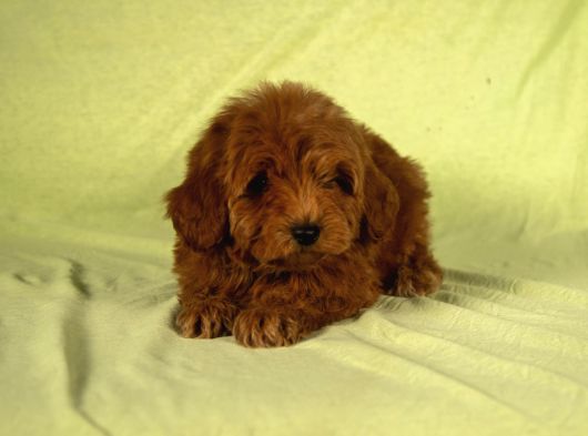 Mi̇ni̇ Boy Yakişikli Malti̇poo Oğlumuz görsel