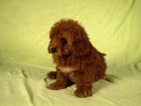 Mi̇ni̇ Boy Yakişikli Malti̇poo Oğlumuz