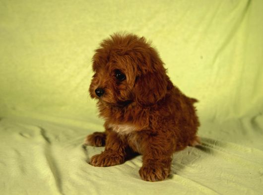 Mi̇ni̇ Boy Yakişikli Malti̇poo Oğlumuz görsel