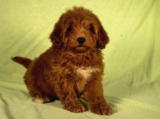 Mi̇ni̇ Boy Yakişikli Malti̇poo Oğlumuz görsel