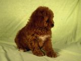 Mi̇ni̇ Boy Yakişikli Malti̇poo Oğlumuz