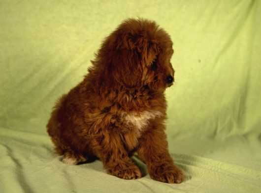 Mi̇ni̇ Boy Yakişikli Malti̇poo Oğlumuz görsel