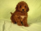 Mi̇ni̇ Boy Yakişikli Malti̇poo Oğlumuz