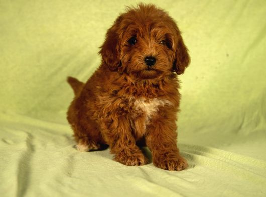 Mi̇ni̇ Boy Yakişikli Malti̇poo Oğlumuz görsel