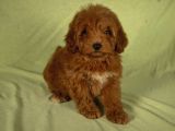 Mi̇ni̇ Boy Yakişikli Malti̇poo Oğlumuz