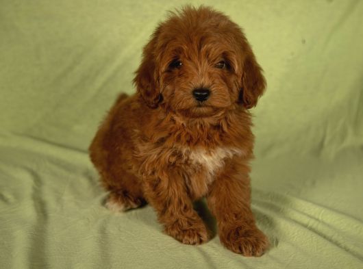 Mi̇ni̇ Boy Yakişikli Malti̇poo Oğlumuz görsel