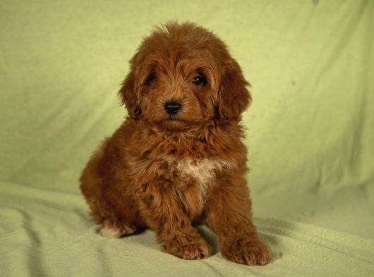 Mi̇ni̇ Boy Yakişikli Malti̇poo Oğlumuz görsel