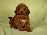 Mi̇ni̇ Boy Yakişikli Malti̇poo Oğlumuz