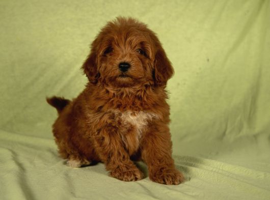 Mi̇ni̇ Boy Yakişikli Malti̇poo Oğlumuz görsel