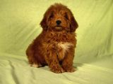 Mi̇ni̇ Boy Yakişikli Malti̇poo Oğlumuz
