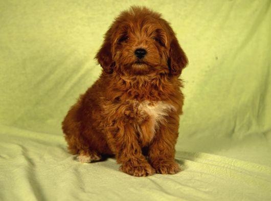 Mi̇ni̇ Boy Yakişikli Malti̇poo Oğlumuz görsel