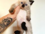 British Shorthair Chocolate point Bluepoint