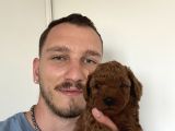 İnstagram Toypoodlepuppy09