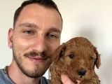 İnstagram Toypoodlepuppy09