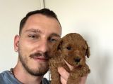 İnstagram Toypoodlepuppy09