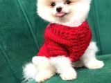 Orijinal Pomeranian