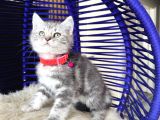British Shorthair Silver Dişi Erkek Yavrular