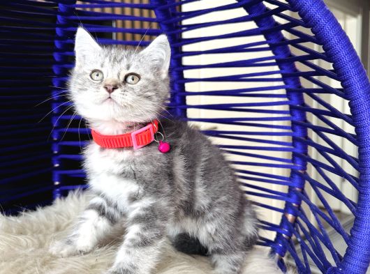British Shorthair Silver Dişi Erkek Yavrular