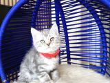 British Shorthair Silver Dişi Erkek Yavrular