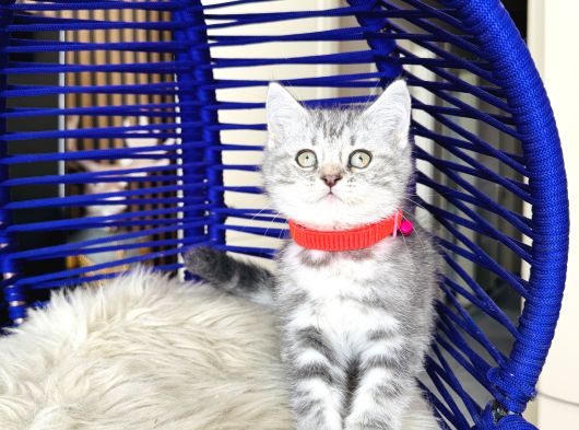 British Shorthair Silver Dişi Erkek Yavrular görsel