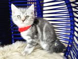 British Shorthair Silver Dişi Erkek Yavrular