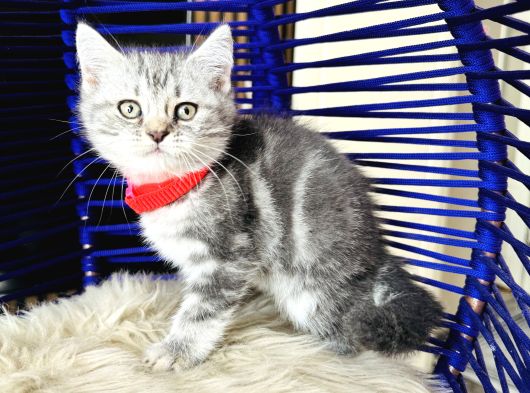 British Shorthair Silver Dişi Erkek Yavrular görsel