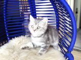 British Shorthair Silver Dişi Erkek Yavrular