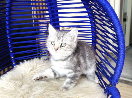 British Shorthair Silver Dişi Erkek Yavrular görsel