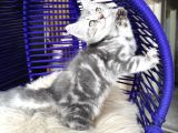 British Shorthair Silver Dişi Erkek Yavrular