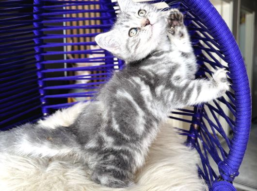 British Shorthair Silver Dişi Erkek Yavrular görsel