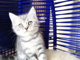 British Shorthair Silver Dişi Erkek Yavrular