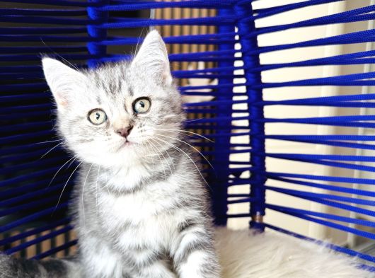 British Shorthair Silver Dişi Erkek Yavrular görsel