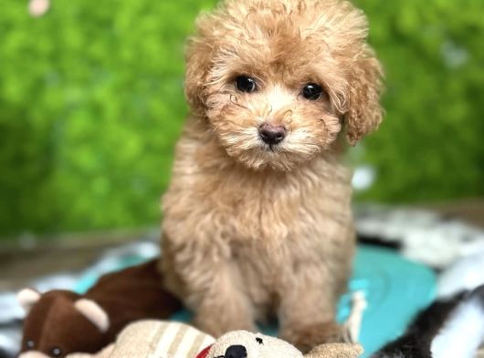 Yeni̇ Evi̇ne Gi̇tmeyi̇ Bekleyen Malti̇poo Bebekler