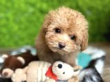 Yeni̇ Evi̇ne Gi̇tmeyi̇ Bekleyen Malti̇poo Bebekler
