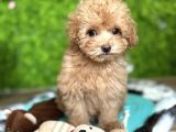 Yeni̇ Evi̇ne Gi̇tmeyi̇ Bekleyen Malti̇poo Bebekler
