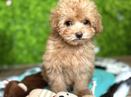 Yeni̇ Evi̇ne Gi̇tmeyi̇ Bekleyen Malti̇poo Bebekler görsel