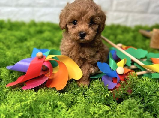 Red Malti̇poo Bebekler