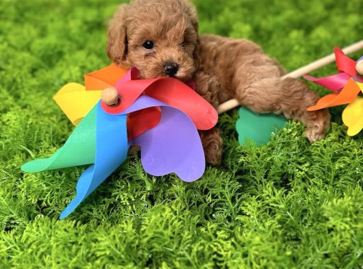 Red Malti̇poo Bebekler görsel
