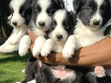 Border collie yavrularımız