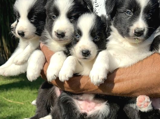 Border collie yavrularımız