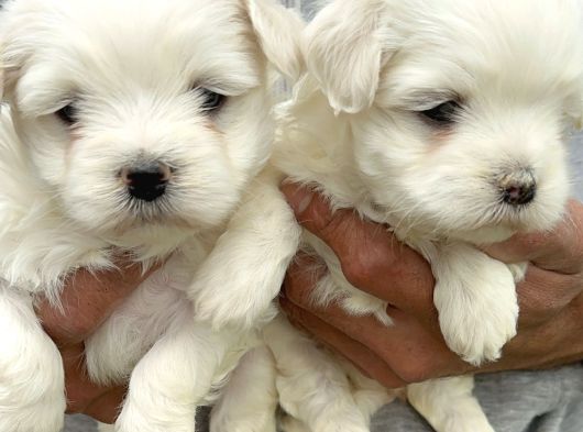 Kartopu Maltiz Terrier Yavrularımız