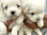 Kartopu Maltiz Terrier Yavrularımız