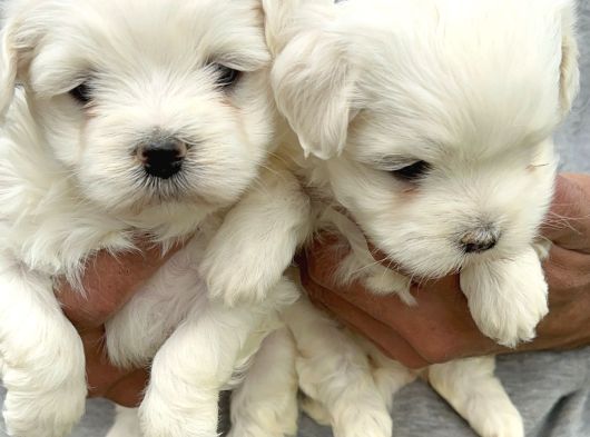 Kartopu Maltiz Terrier Yavrularımız görsel