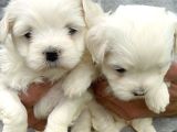 Kartopu Maltiz Terrier Yavrularımız