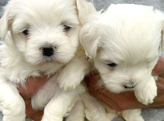 Kartopu Maltiz Terrier Yavrularımız görsel